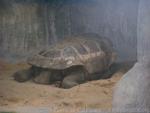 Duncan Island Giant Tortoise