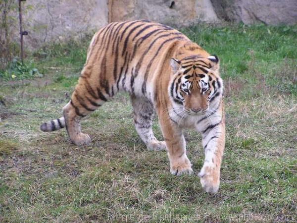 Mainland (Siberian) tiger