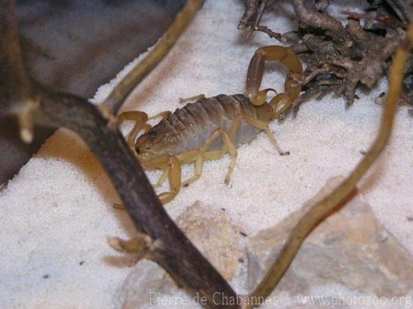 Languedoc scorpion