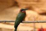 White-fronted bee-eater