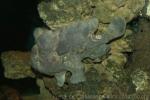 Commerson's frogfish *