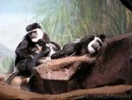 Western black-and-white colobus *