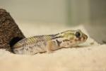 Common wonder-gecko