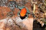 Red-backed poison frog