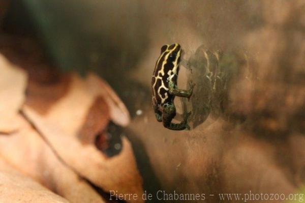 Spot-bellied poison frog