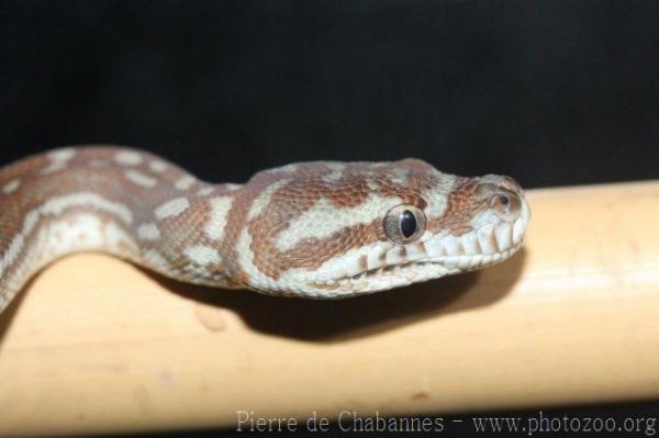 Centralian carpet python