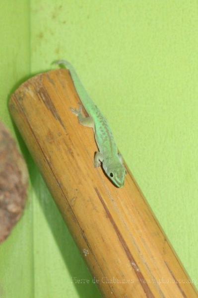 Seychelles Small Day Gecko
