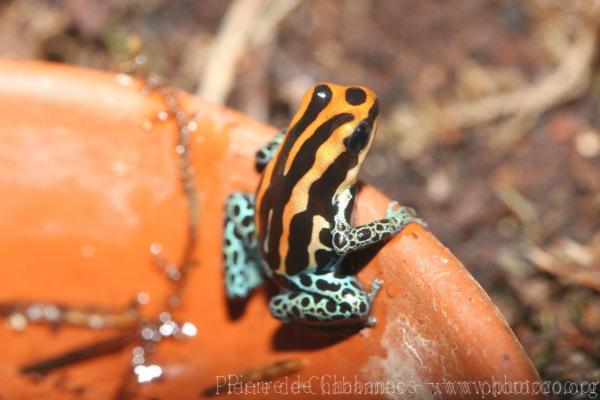 Iquitos poison frog