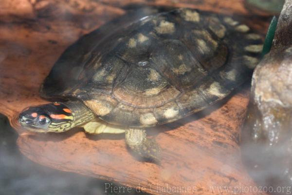 Spot-legged turtle