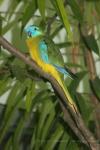 Turquoise parrot