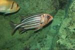 Threespot squirrelfish