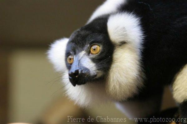 Black-and-white ruffled lemur