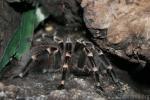 Brazilian giant whiteknee tarantula