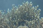 Giant staghorn coral
