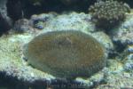 Common mushroom coral