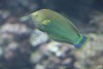 Indo-Pacific dusky wrasse