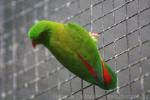 Vernal hanging-parrot
