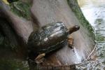 Red-necked pond turtle