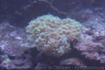Common bubble coral