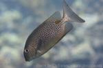 Yellowspotted spinefoot