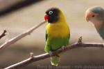 Yellow-collared lovebird *
