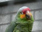 Red-lored amazon *