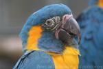 Blue-throated macaw *