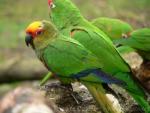 Golden-capped parakeet *