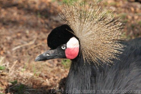 Black crowned-crane *