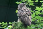 Eurasian eagle-owl *