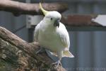 Greater sulphur-crested cockatoo *