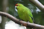 Red-fronted parakeet *