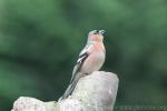 Common chaffinch *