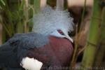 Southern crowned-pigeon *