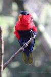 Black-capped lory *