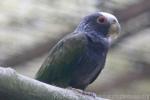 White-crowned parrot *