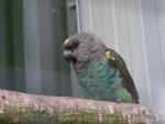 Meyer's parrot *