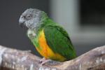 Senegal parrot *