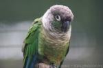 Green-cheeked parakeet *