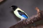 Black-headed tanager *