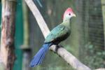 Red-crested turaco *