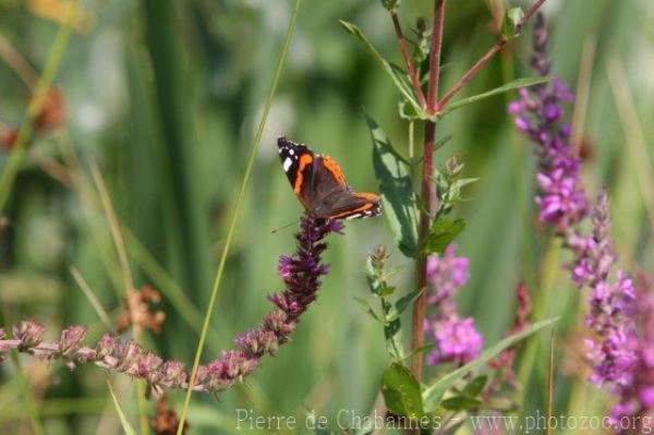 Red Admiral *