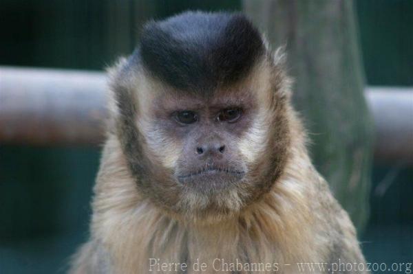 Guianan brown capuchin