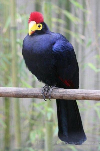 Ross's turaco *