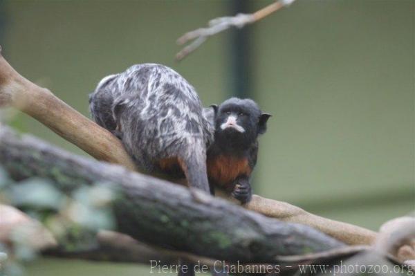 Red-chested mustached tamarin *