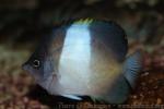 Brown-and-white butterflyfish