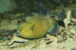Yellow-spotted triggerfish