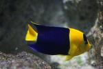 Bicolor angelfish