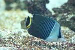 White-face butterflyfish