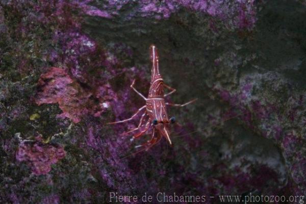 Durban hingebeak shrimp *